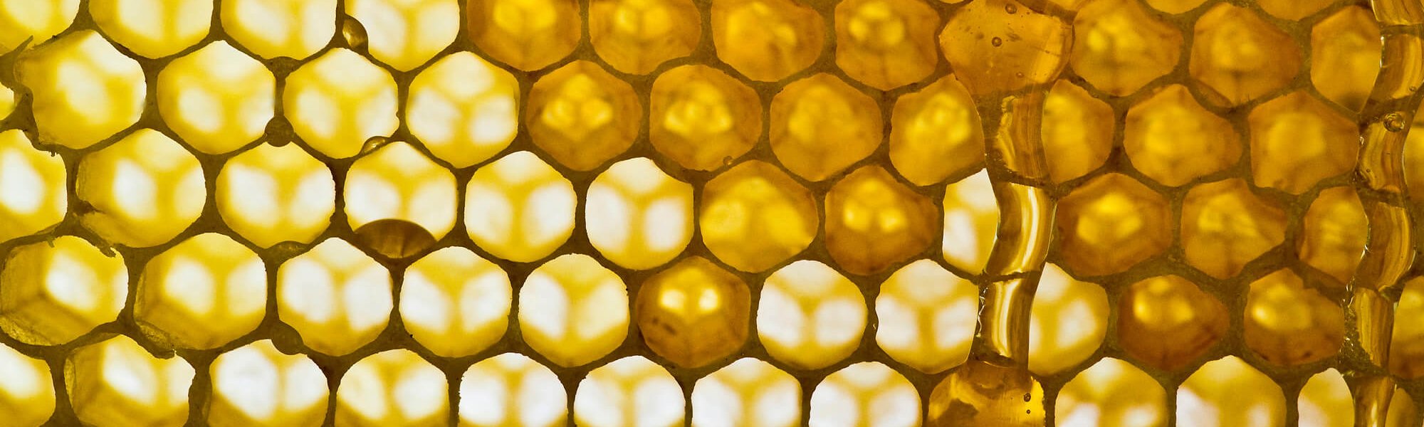 Tiết lộ những lợi ích của sữa ong chúa đối với làn da Bài viết